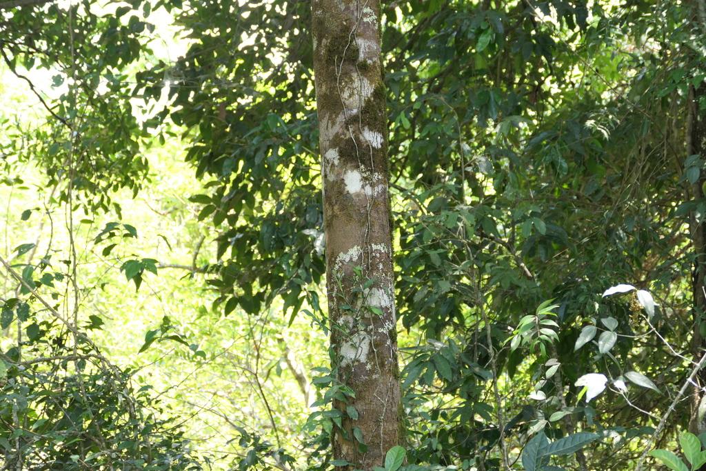 Garcinia Cambogia Fruit Extract 2