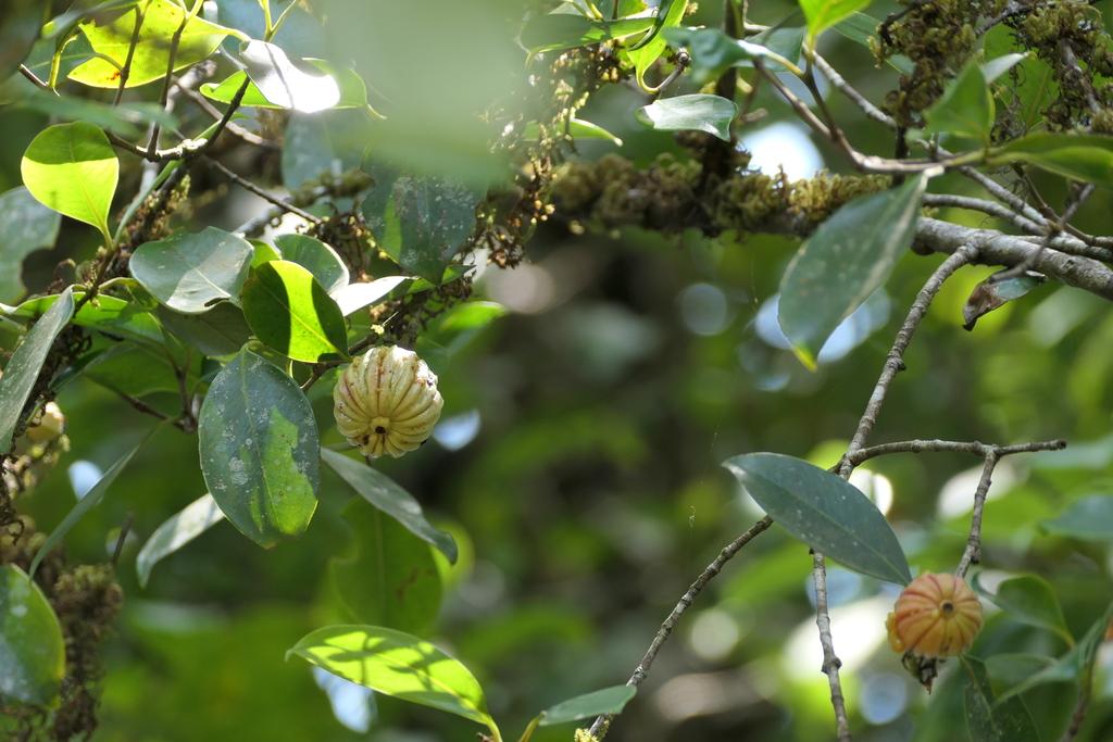 Garcinia Cambogia Fruit Extract 3