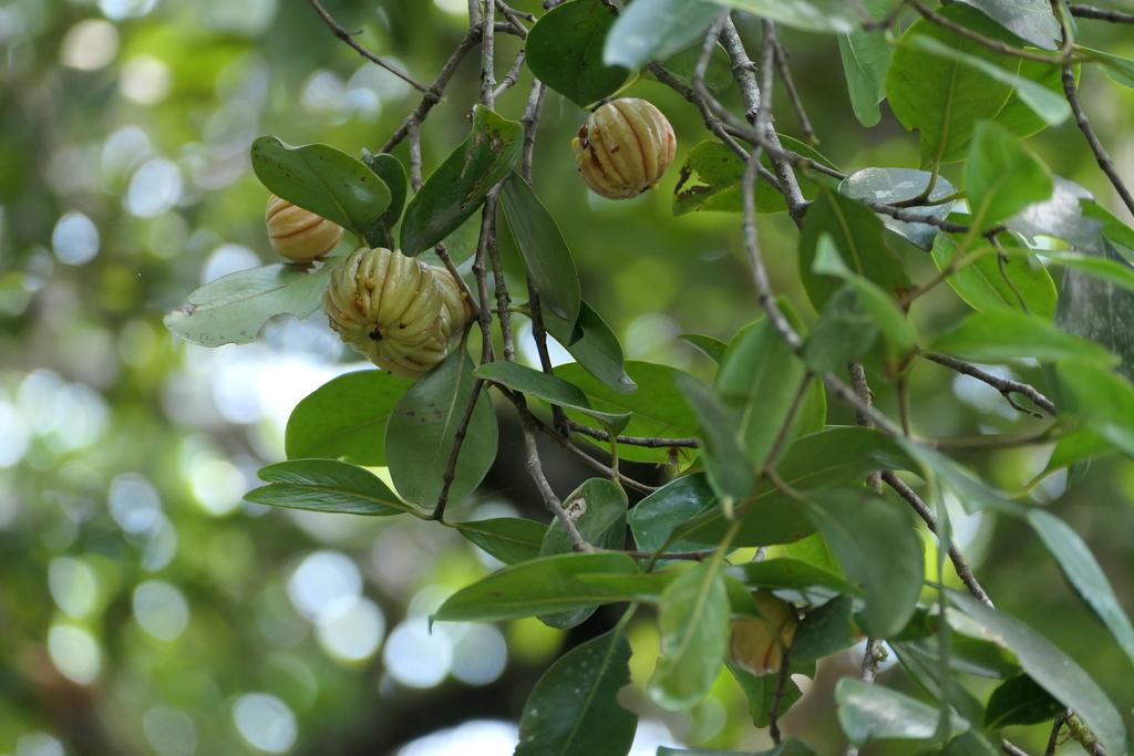 Garcinia Cambogia Fruit Extract 4