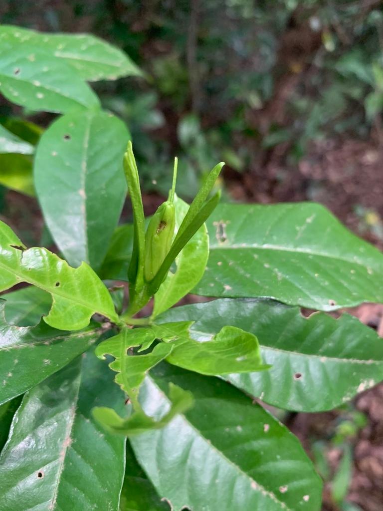 Gardenia Jasminoides Fruit Extract 1
