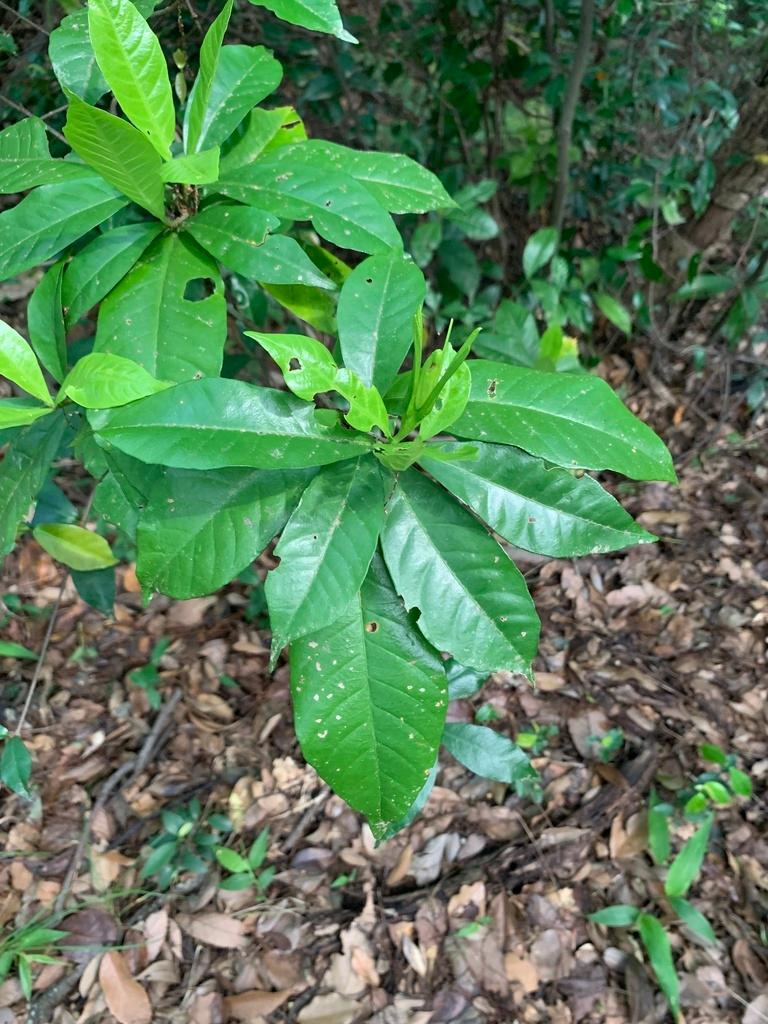 Gardenia Jasminoides Fruit Extract 2