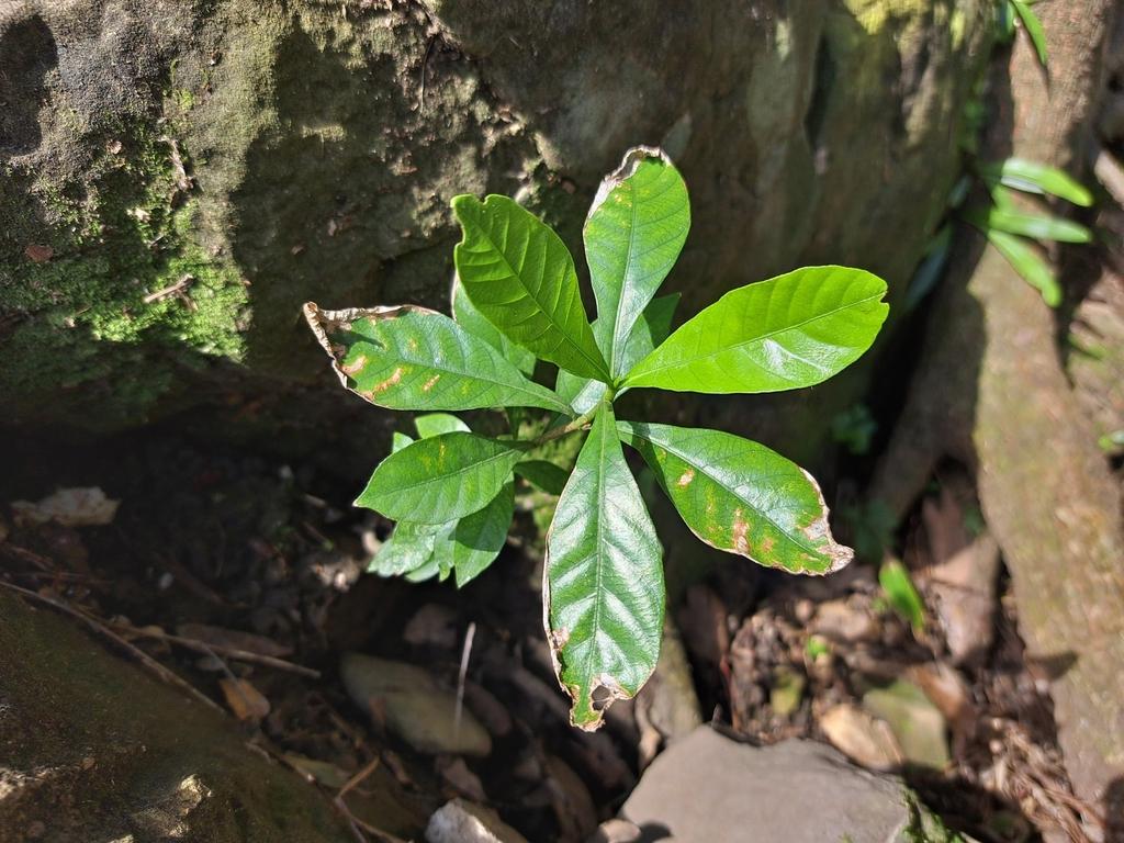 Gardenia Jasminoides Fruit Extract 4