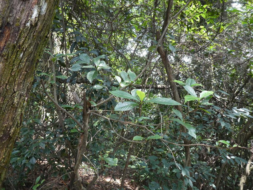 Gardenia Jasminoides Fruit Extract 3
