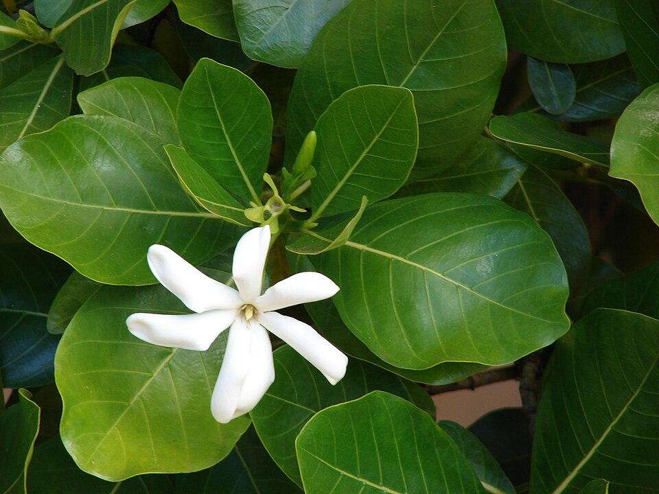 Gardenia taitensis flower extract 4