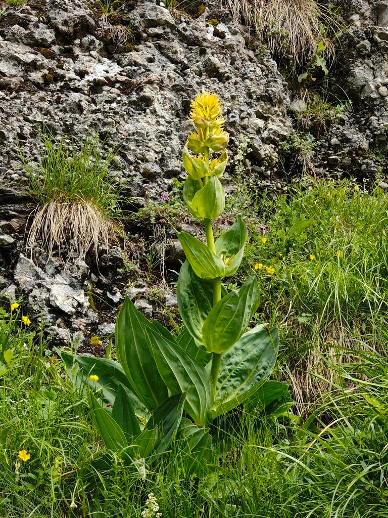 Gentiana Lutea Root Extract 4