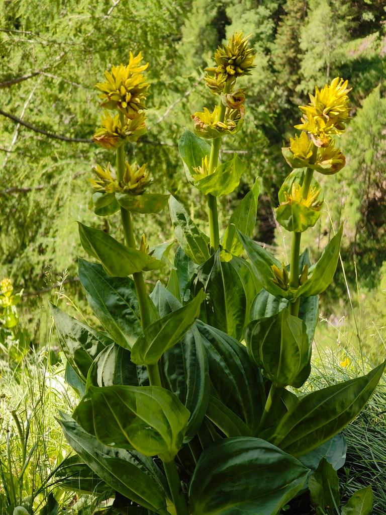 Gentiana Lutea Root Extract 2
