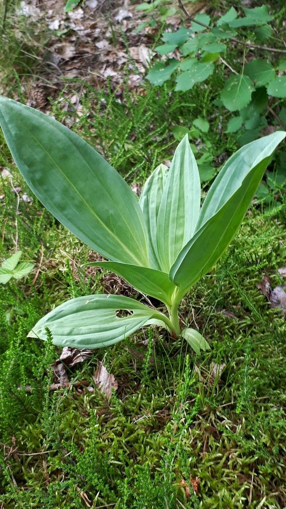Gentiana Lutea Root Extract 1