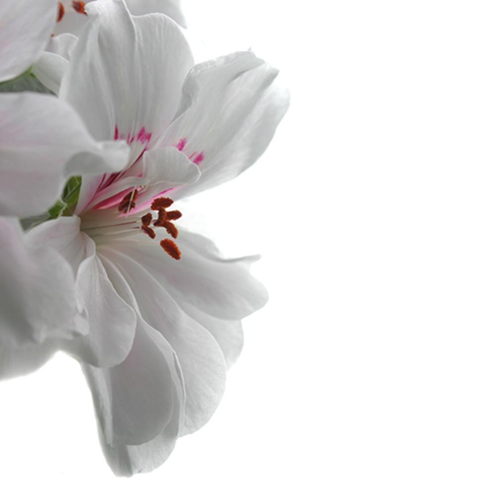 Geranium 1