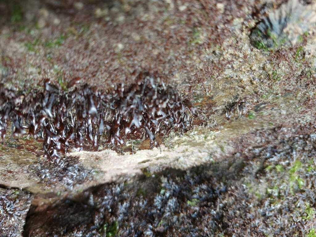 Gigartina stellata 3