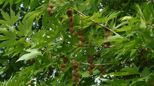 Ginkgo biloba leaf extract 11