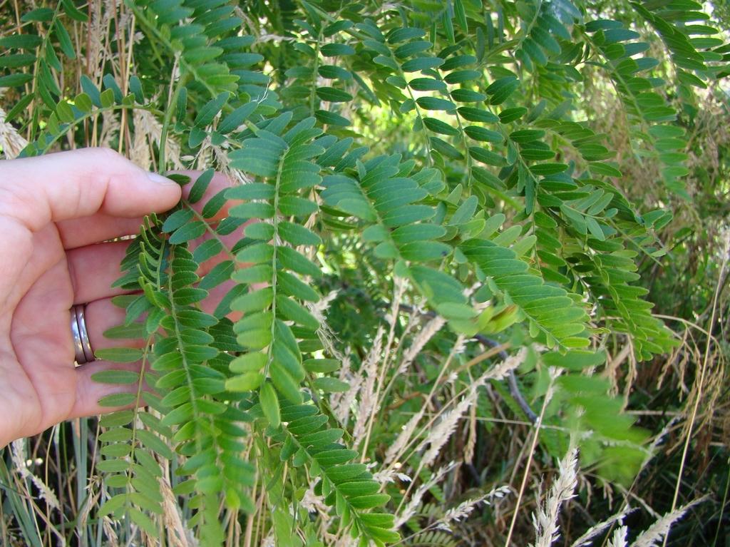 GLEDITSIA TRIACANTHOS SEED EXTRACT 1