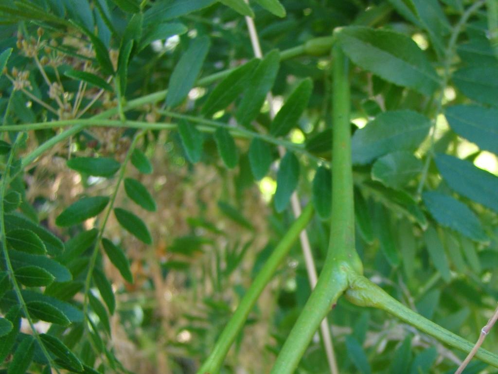 GLEDITSIA TRIACANTHOS SEED EXTRACT 2