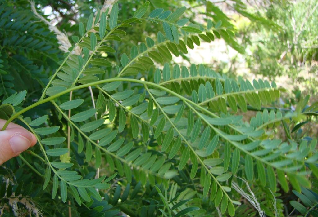 GLEDITSIA TRIACANTHOS SEED EXTRACT 3