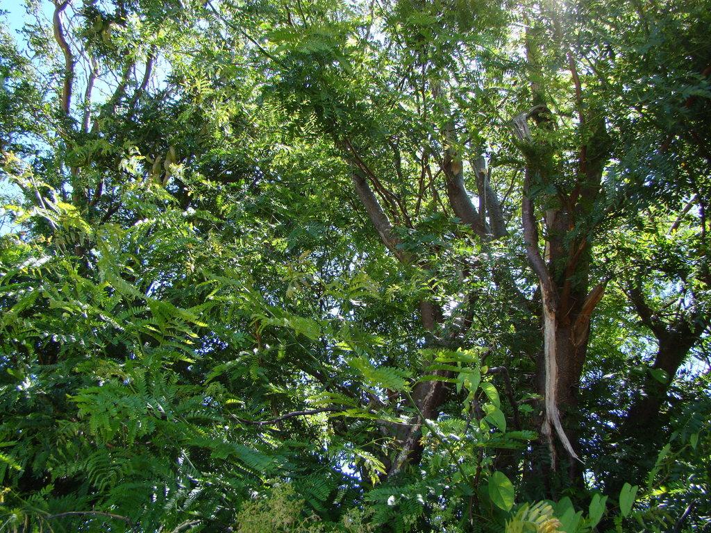 GLEDITSIA TRIACANTHOS SEED EXTRACT 4