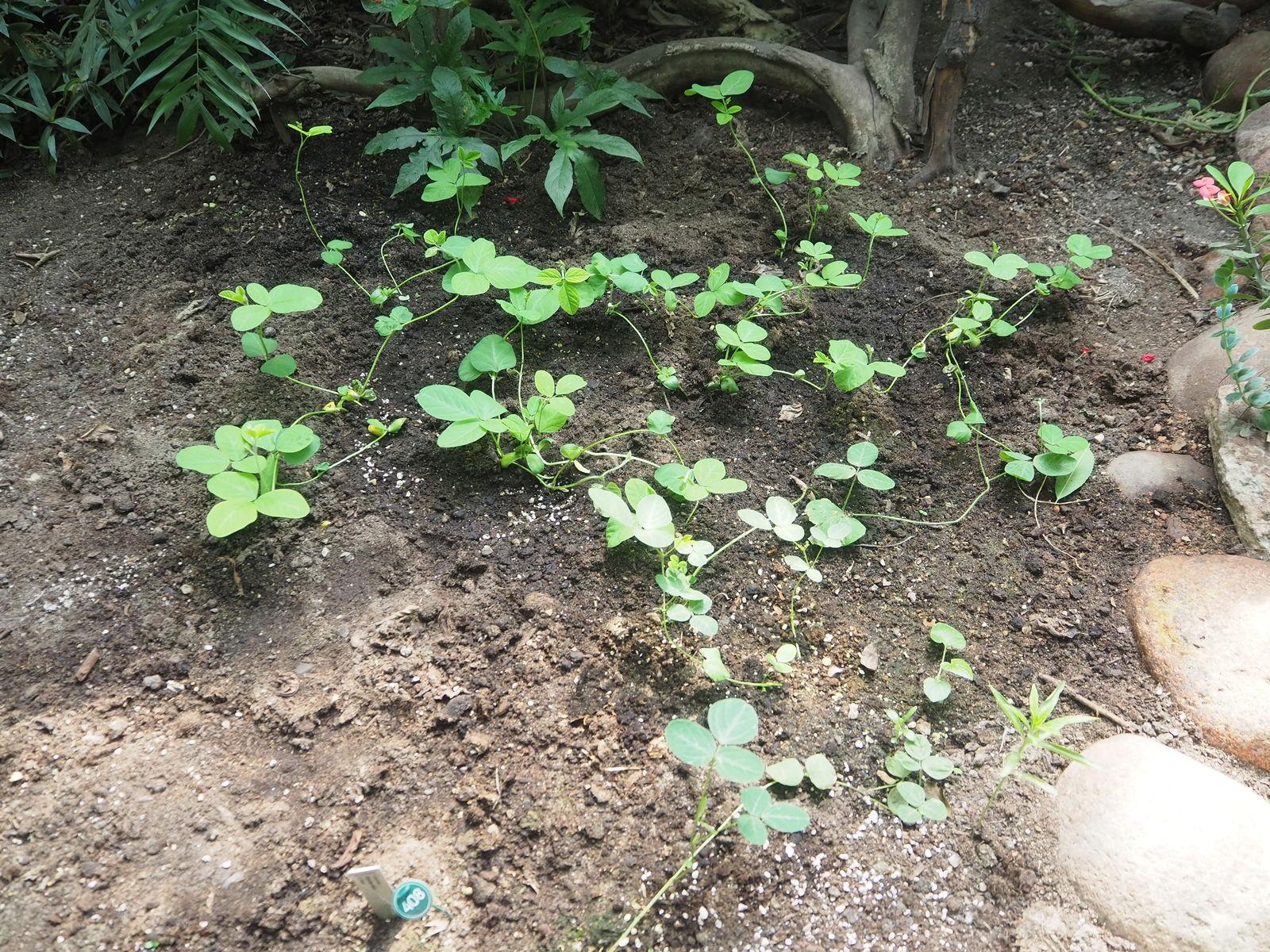 Glycine max (Soybean) callus extract 2