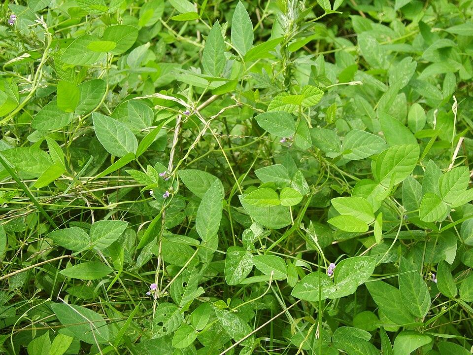 Glycine soja (Soybean) seed extract 1