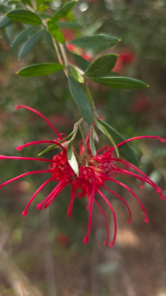 Grevillea Speciosa Flower Extract 3