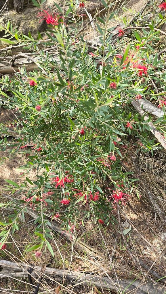 Grevillea Speciosa Flower Extract 4