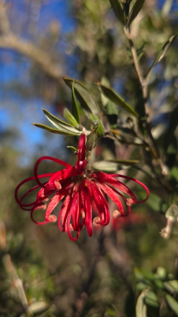 Grevillea Speciosa Flower Extract 1