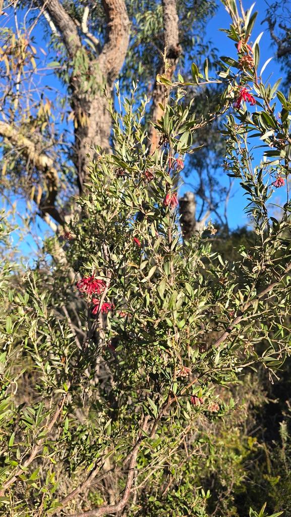 Grevillea Speciosa Flower Extract 2