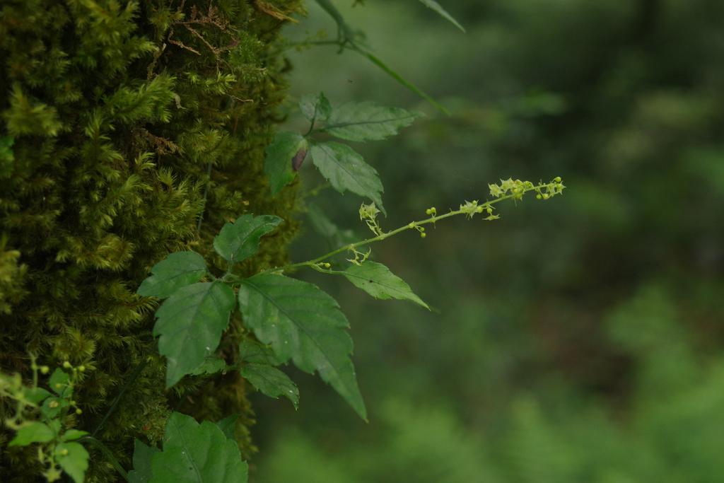 GYNOSTEMMA PENTAPHYLLUM LEAF/STEM EXTRACT 1
