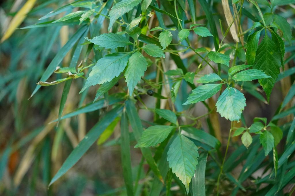 GYNOSTEMMA PENTAPHYLLUM LEAF/STEM EXTRACT 3