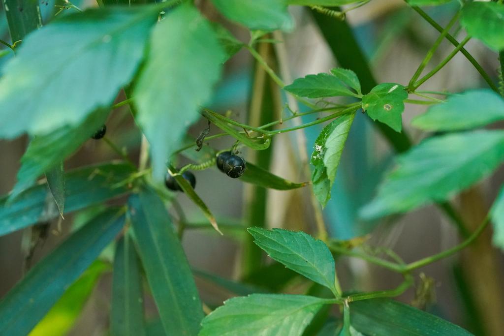 GYNOSTEMMA PENTAPHYLLUM LEAF/STEM EXTRACT 4