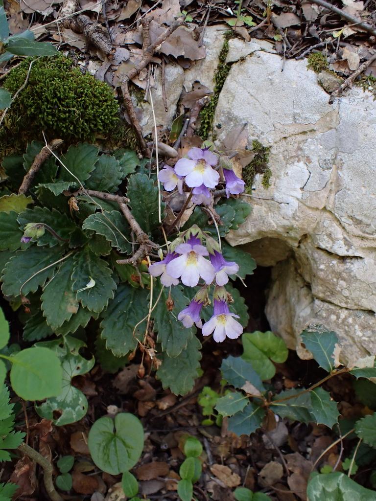 Haberlea Rhodopensis Leaf Extract 4