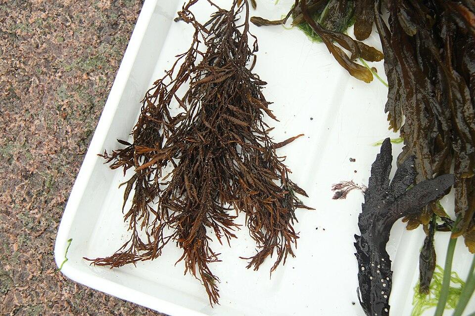 Halidrys siliquosa extract 2
