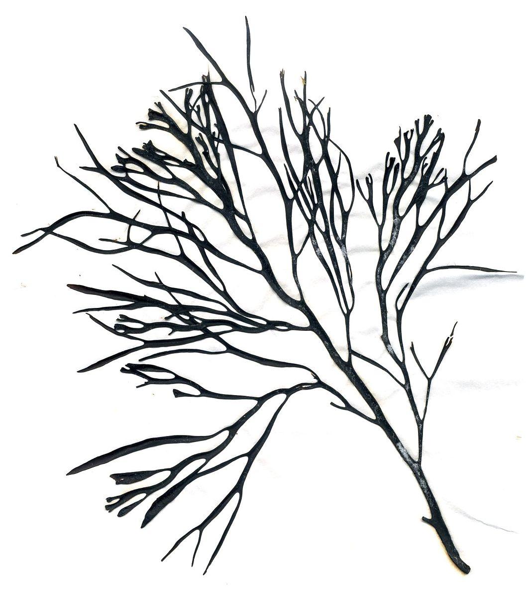 Halidrys siliquosa extract 5