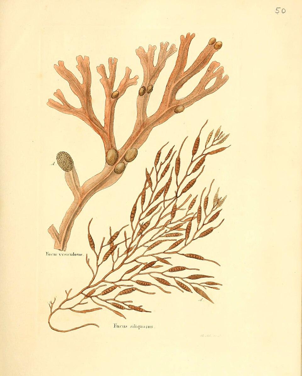 Halidrys siliquosa extract 10