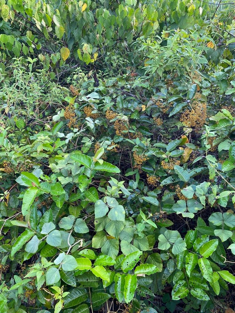 HARUNGANA MADAGASCARIENSIS EXTRACT 2