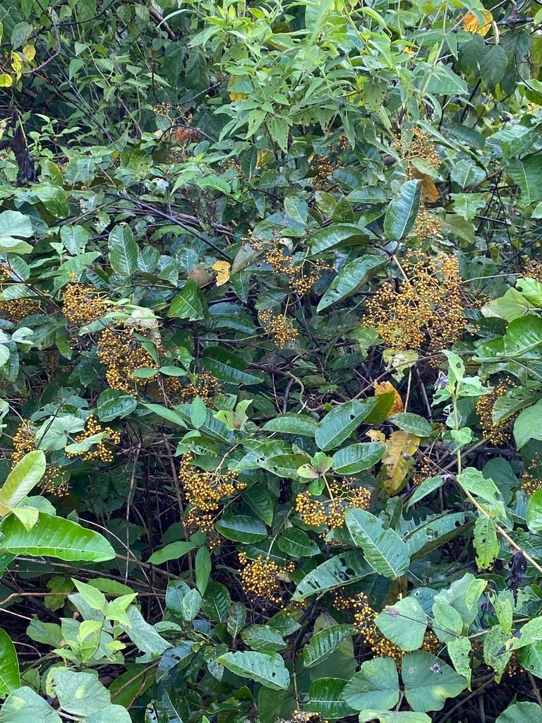 HARUNGANA MADAGASCARIENSIS EXTRACT 3