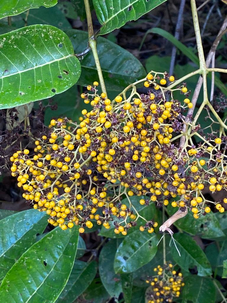 HARUNGANA MADAGASCARIENSIS EXTRACT 4