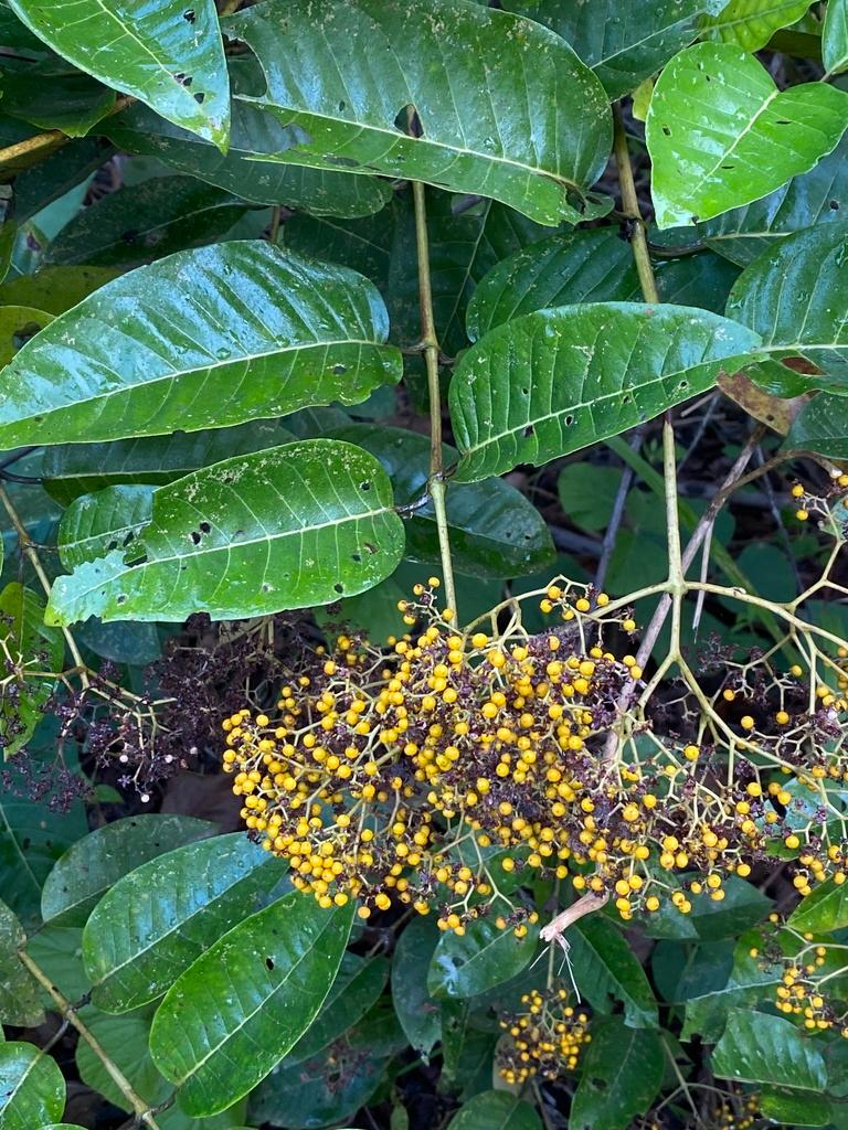 HARUNGANA MADAGASCARIENSIS EXTRACT 1