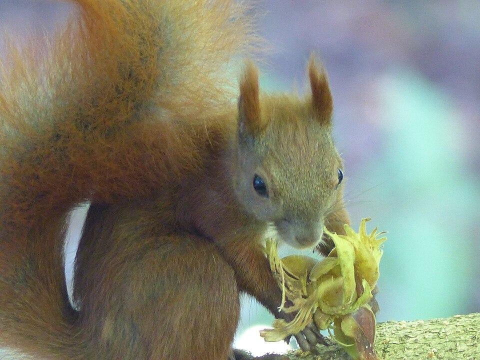 Hazel (Corylus Americana) Nut Extract 3