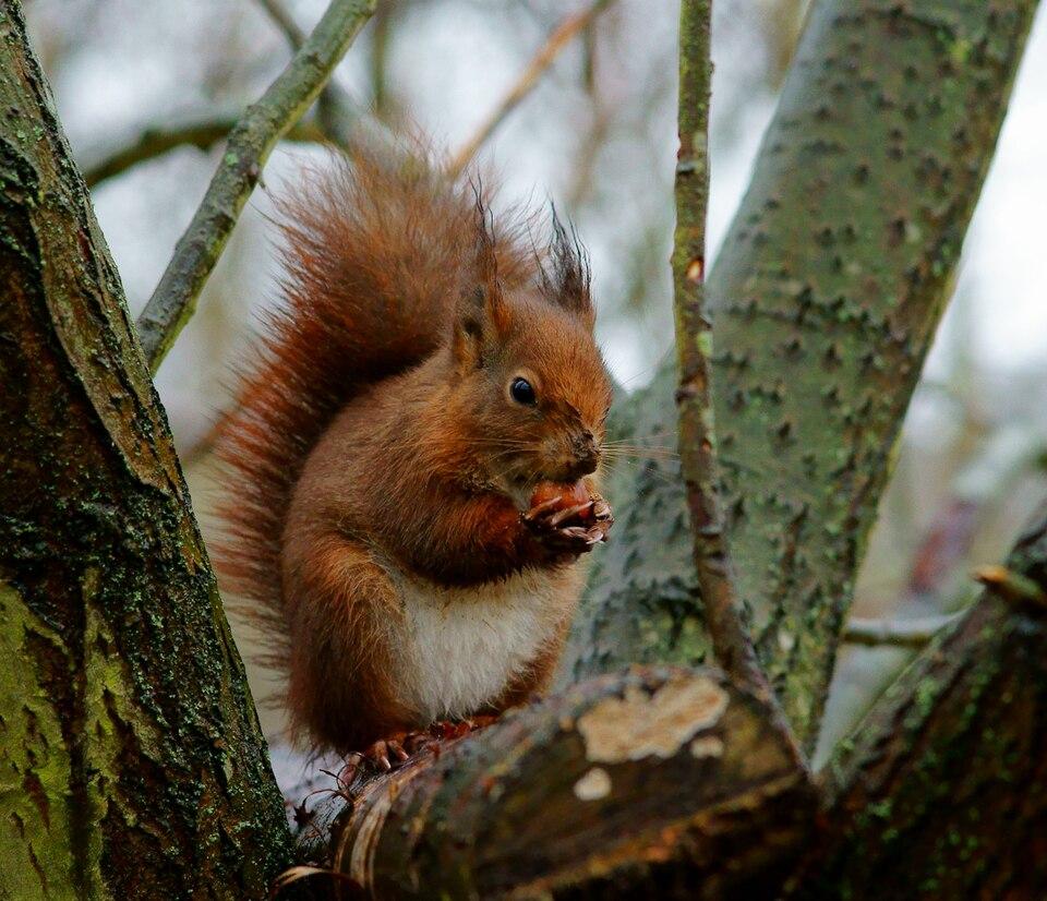 Hazel (Corylus Americana) Nut Extract 2