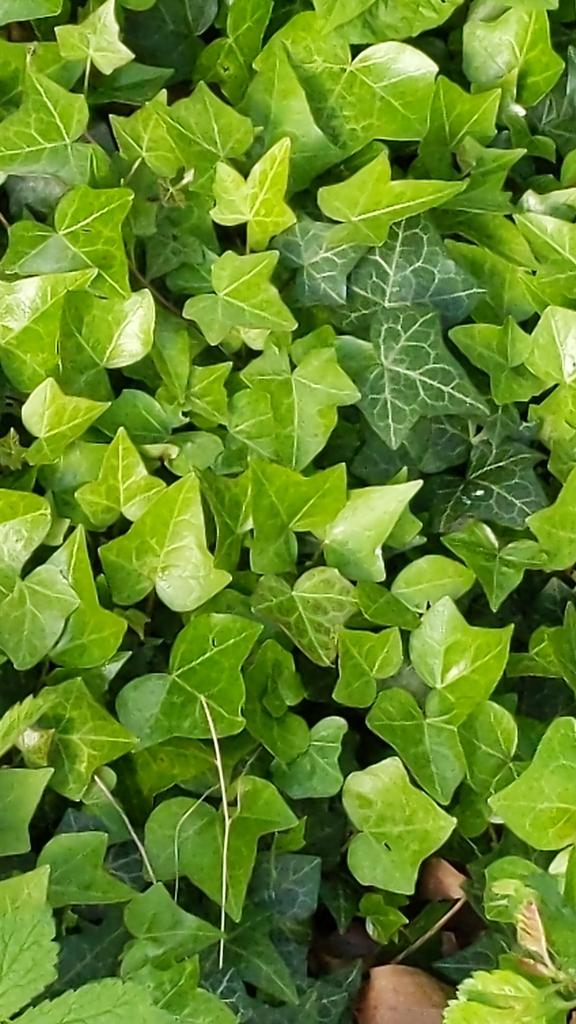 HEDERA HELIX EXTRACT 2