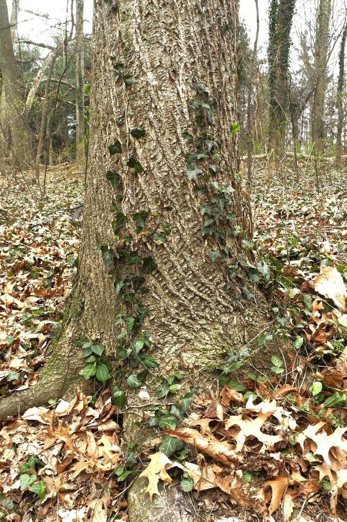 HEDERA HELIX EXTRACT 3
