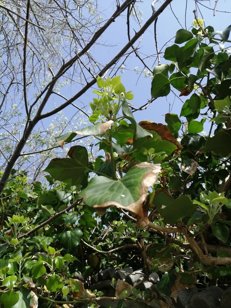 HEDERA HELIX STEM EXTRACT 4