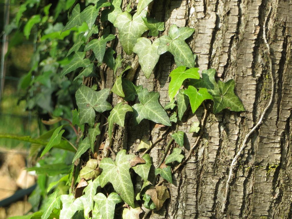 HEDERA HELIX STEM EXTRACT 1