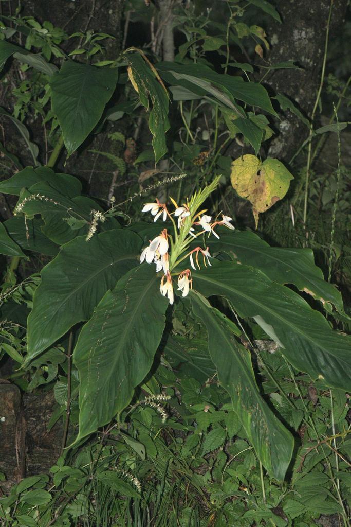 HEDYCHIUM SPICATUM EXTRACT 4