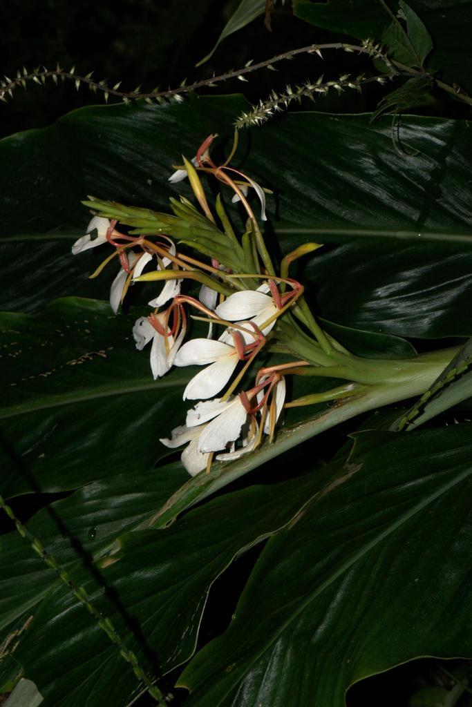 HEDYCHIUM SPICATUM EXTRACT 3