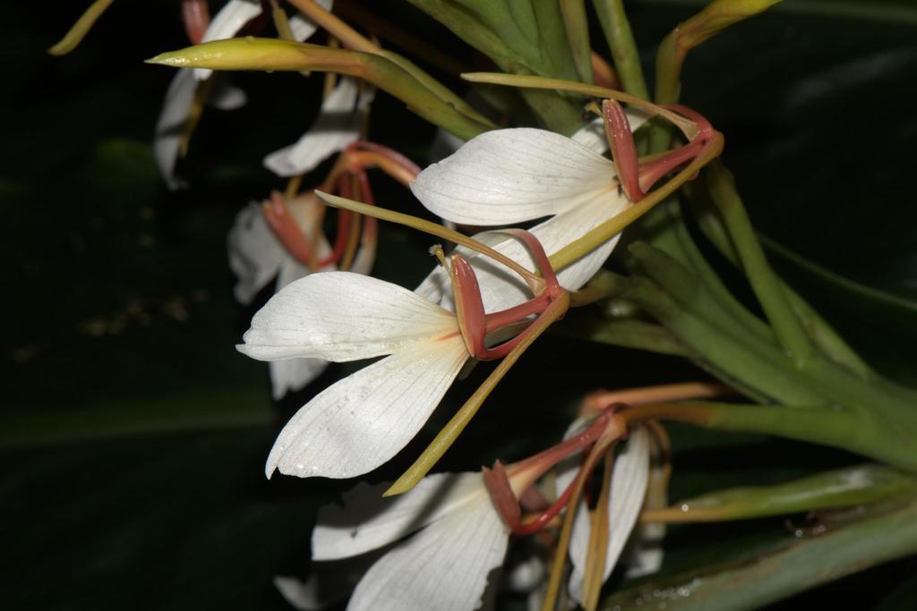 HEDYCHIUM SPICATUM EXTRACT 2
