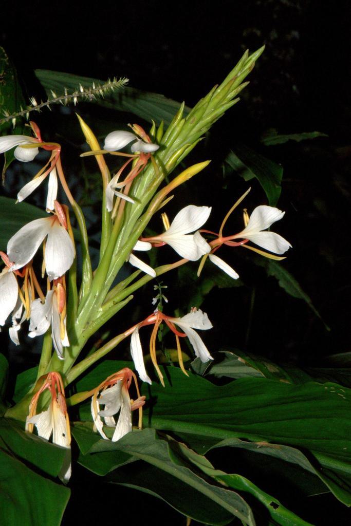 HEDYCHIUM SPICATUM EXTRACT 1
