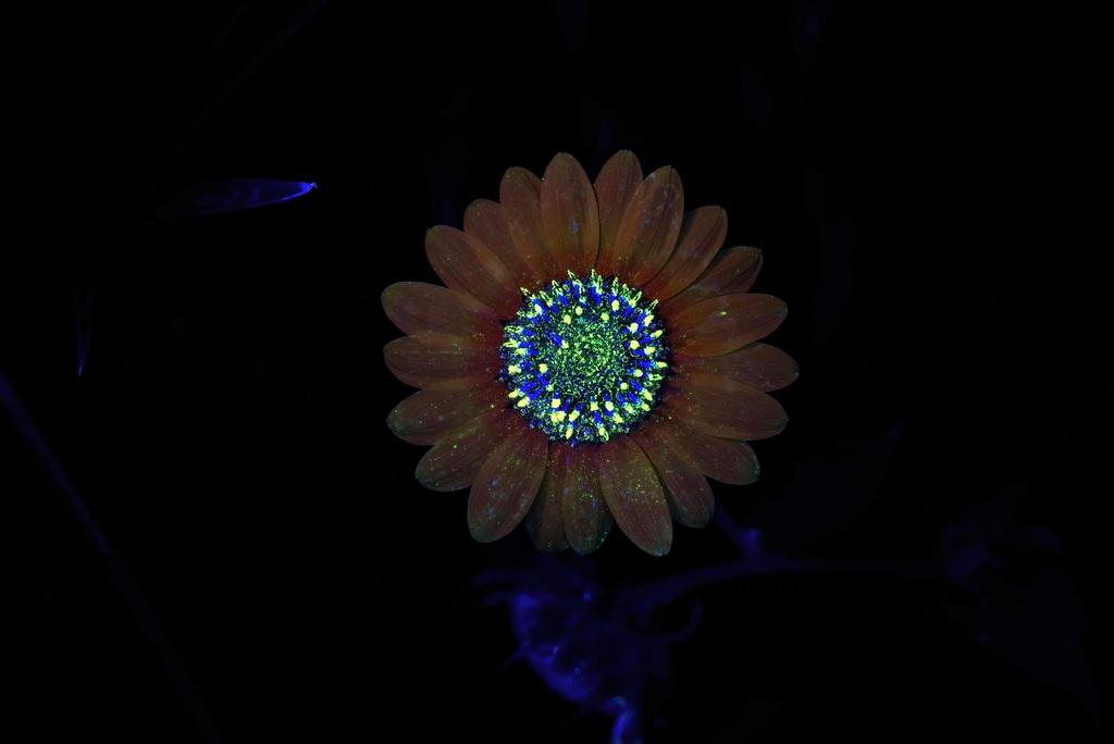 Helianthus Annuus Seed Cera 3