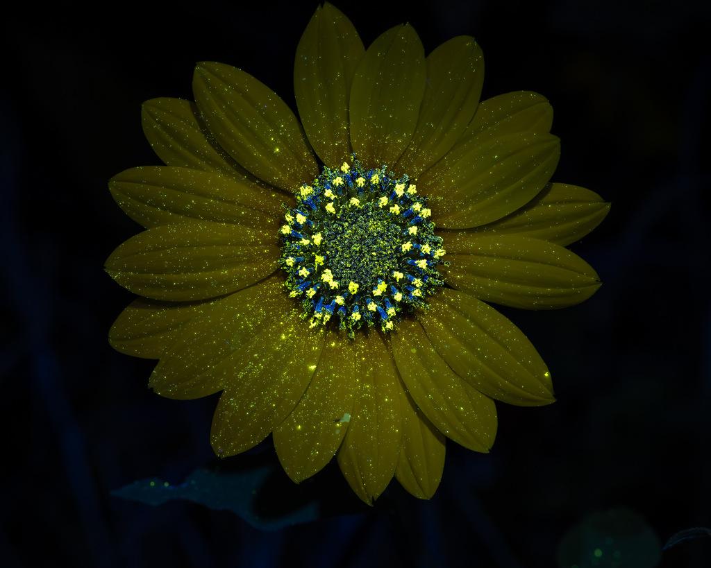 Helianthus Annuus Seed Cera 2