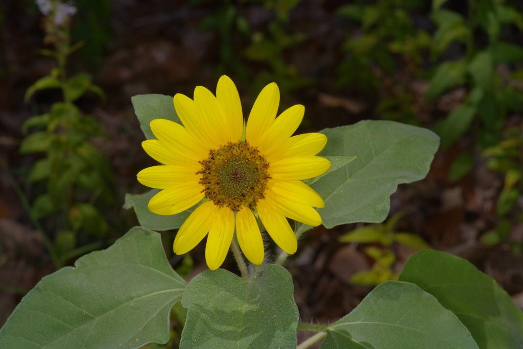 Helianthus Annuus Seed Cera 8