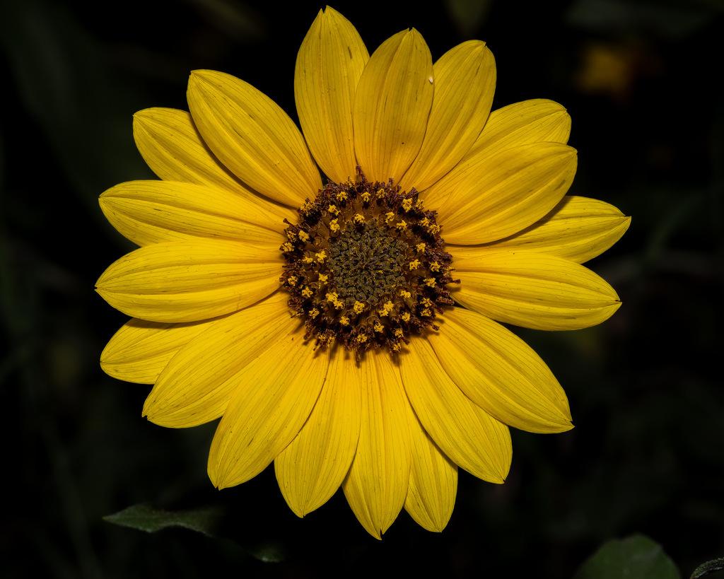 Helianthus Annuus Seed Cera 5
