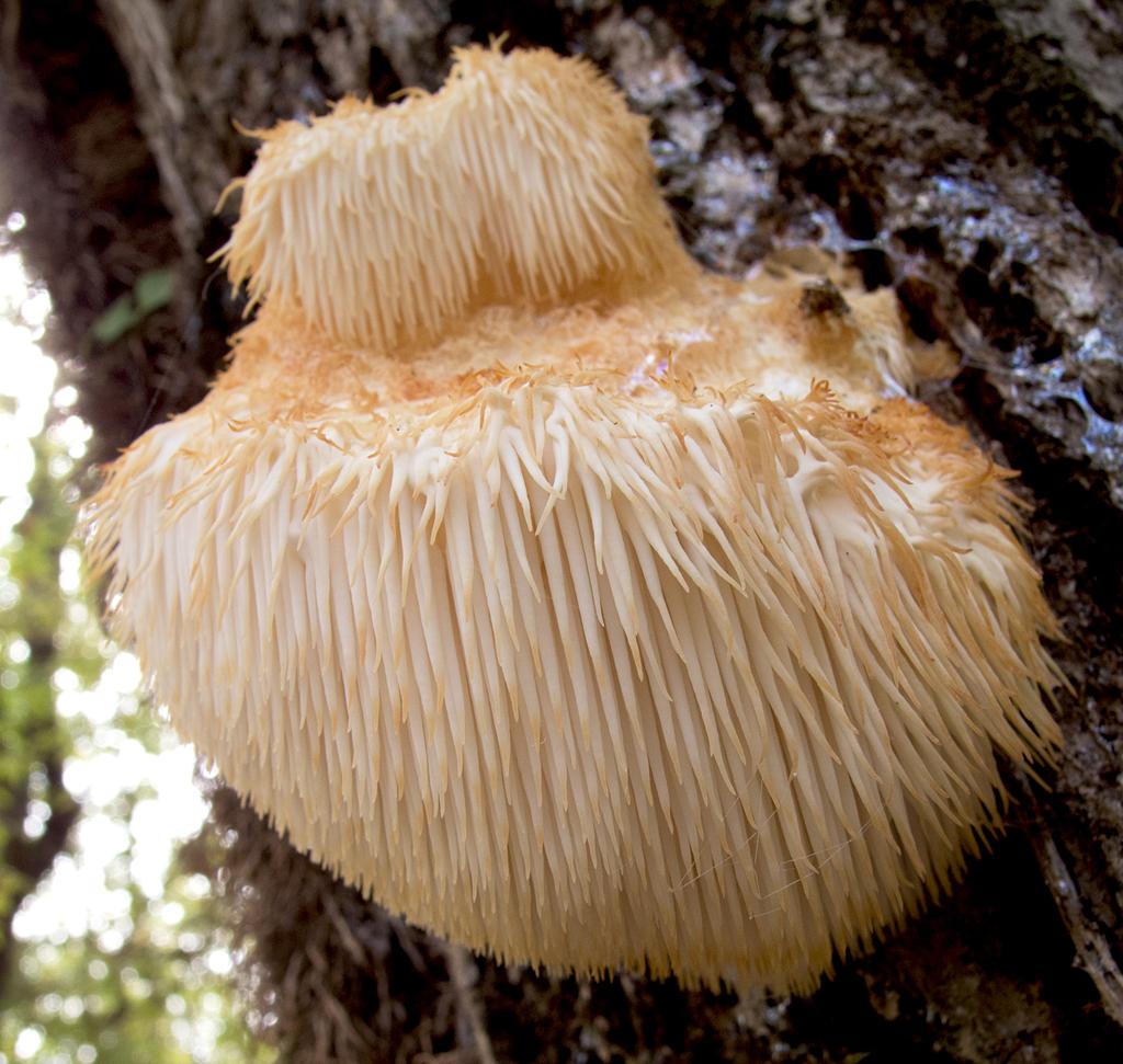 HERICIUM ERINACEUM EXTRACT 2